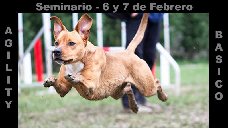 Seminario Agility Basico