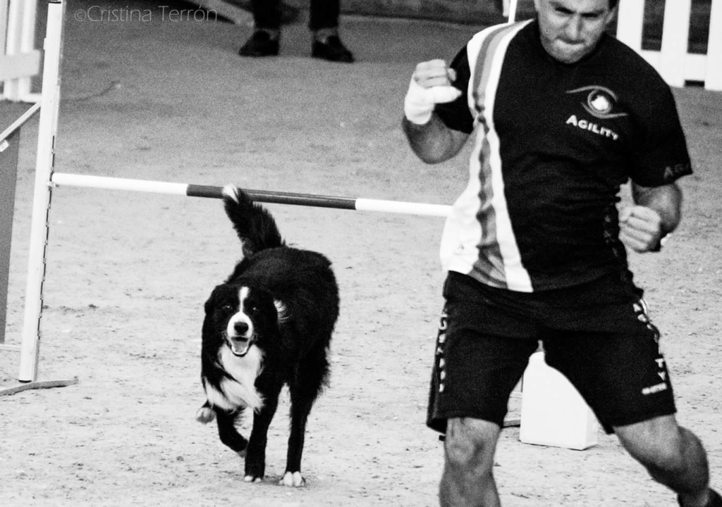 Curso de Agility y Educacion Canina Bizkaia