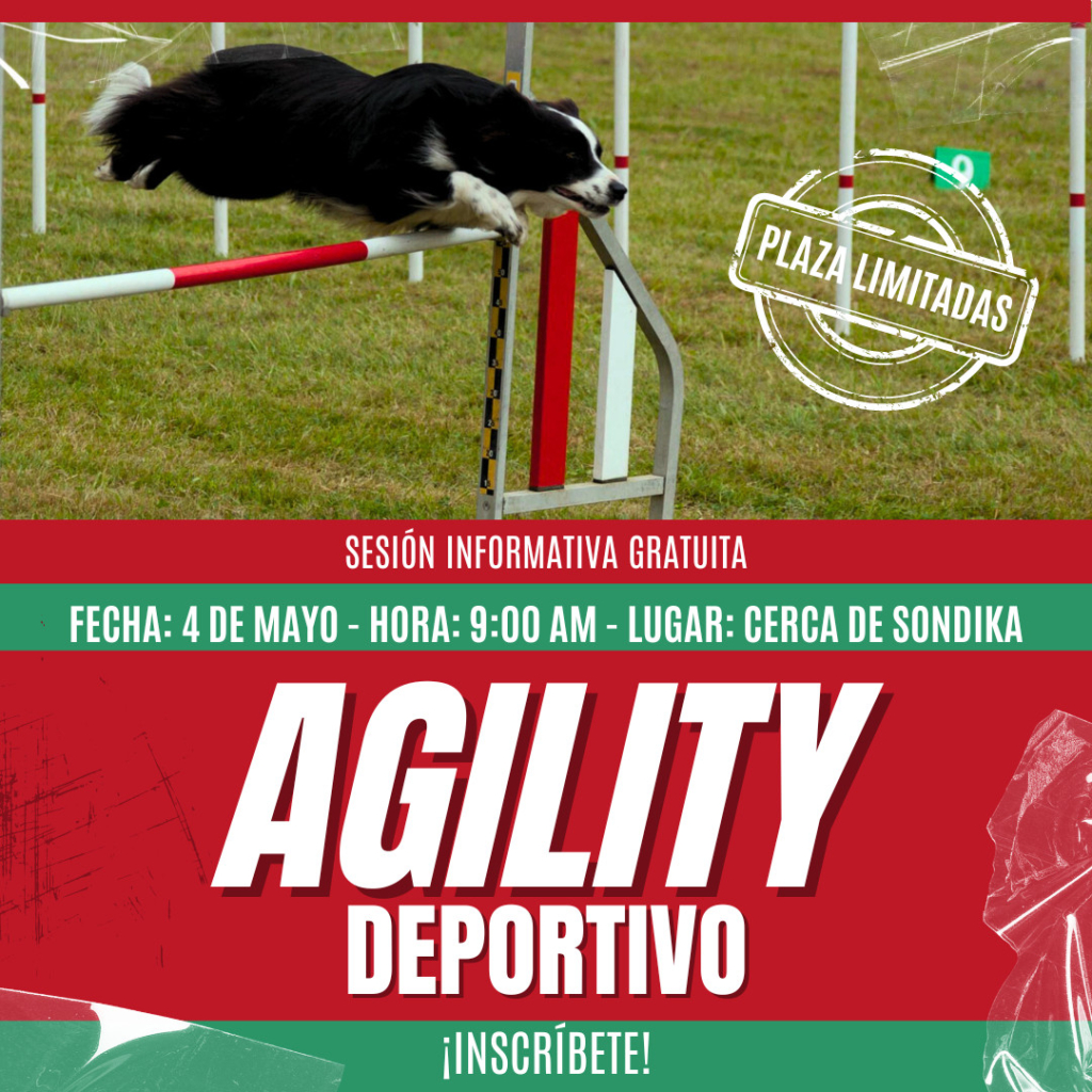 Curso de Agility y Educacion Canina Bizkaia