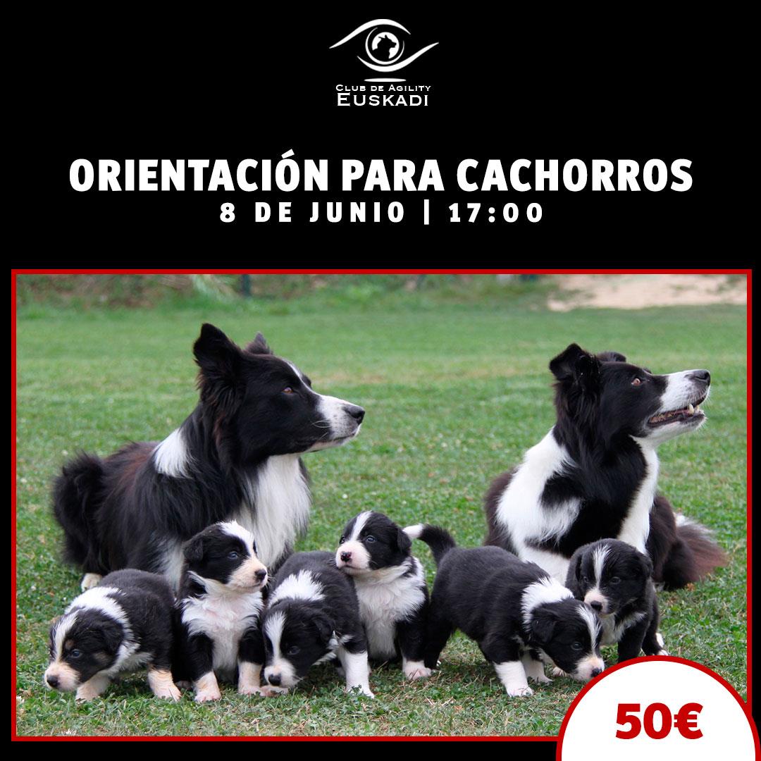 Orientación para Cachorros