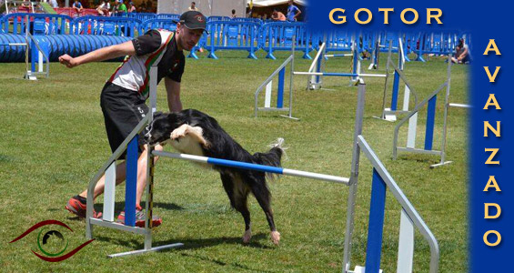 Curso de Agility y Educacion Canina Bizkaia