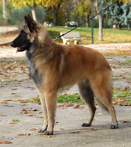 Lark Campeón de España