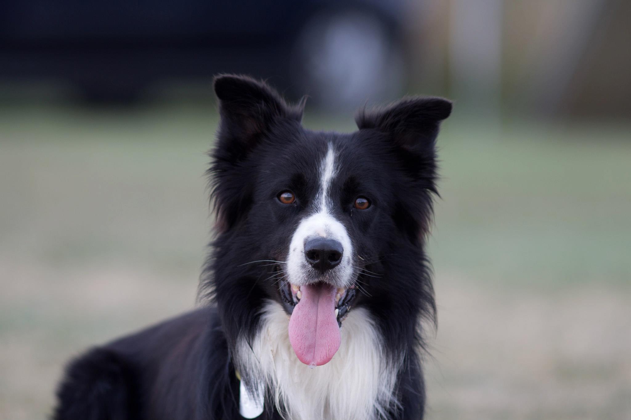 Curso de Agility y Educacion Canina Bizkaia