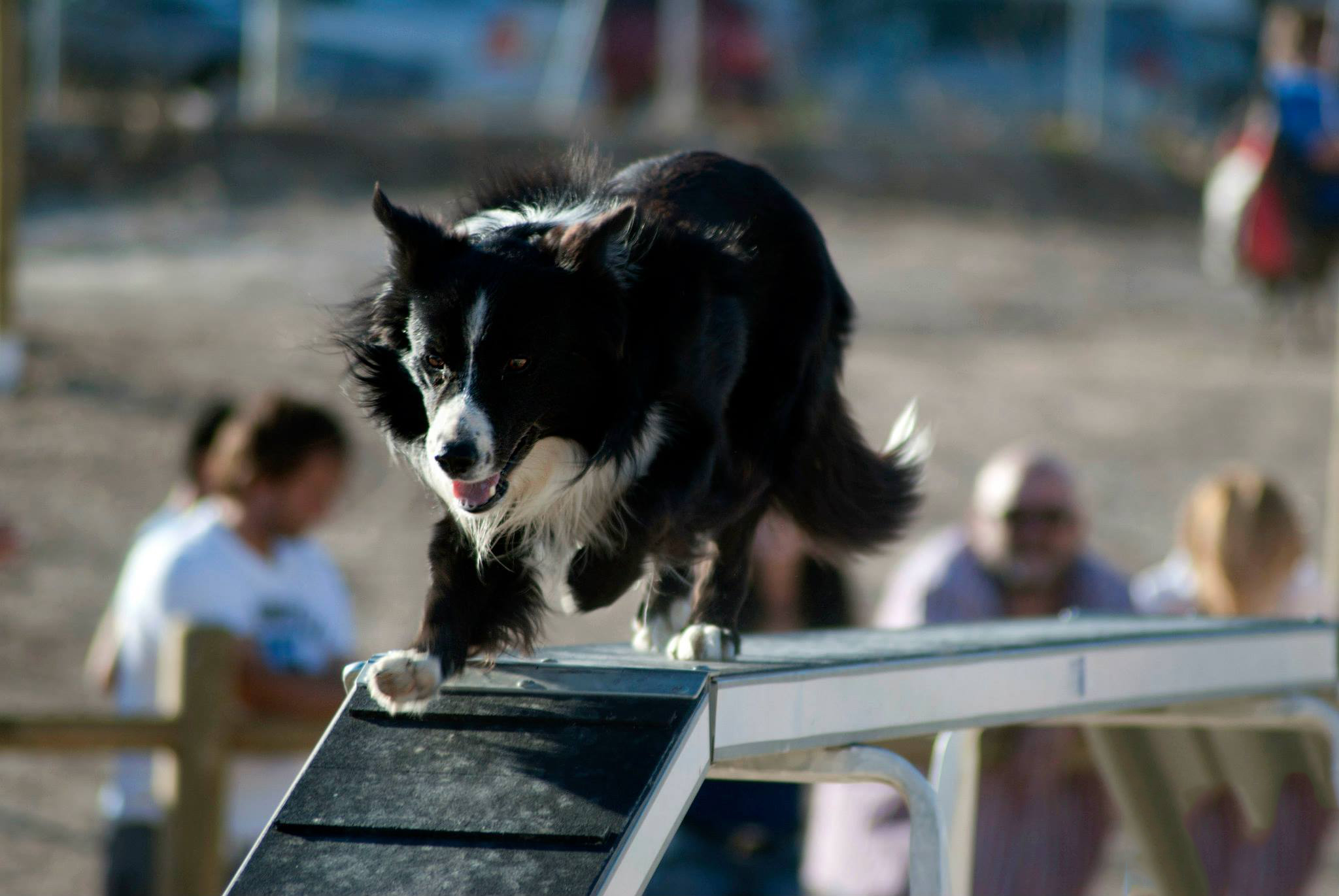 Curso de Agility y Educacion Canina Bizkaia