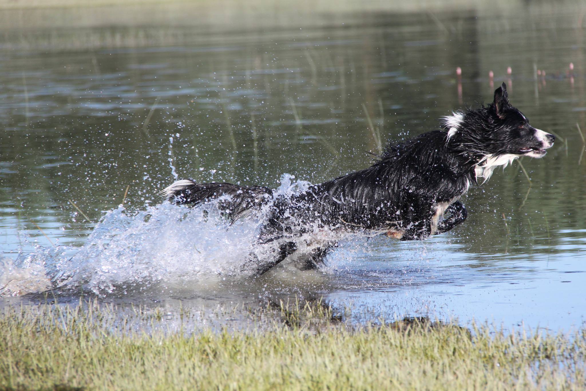 Curso de Agility y Educacion Canina Bizkaia