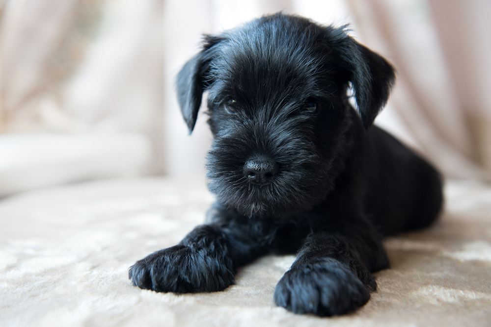 Errores comunes al entrenar a un cachorro y cómo evitarlos