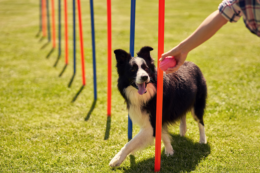 Beneficios del Agility para perros y dueños