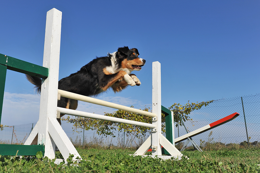 Curso de Agility y Educacion Canina Bizkaia