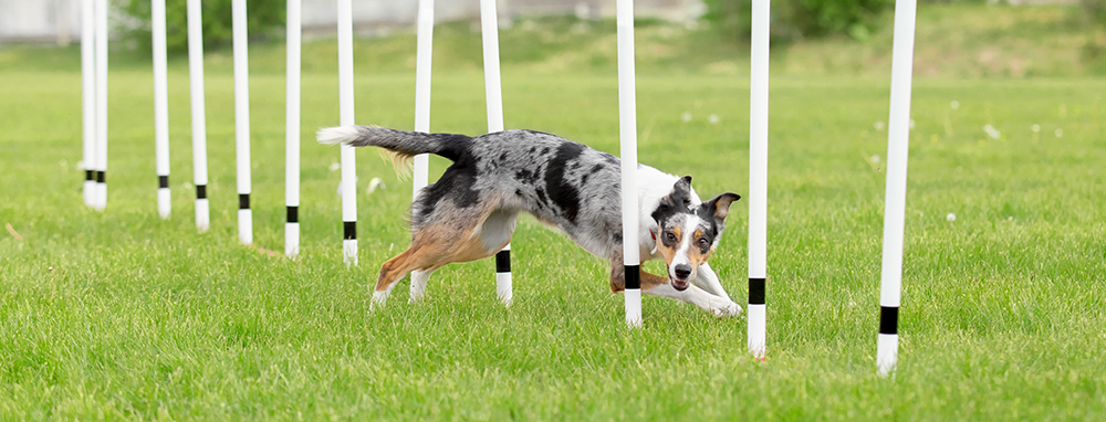 Curso de Agility y Educacion Canina Bizkaia