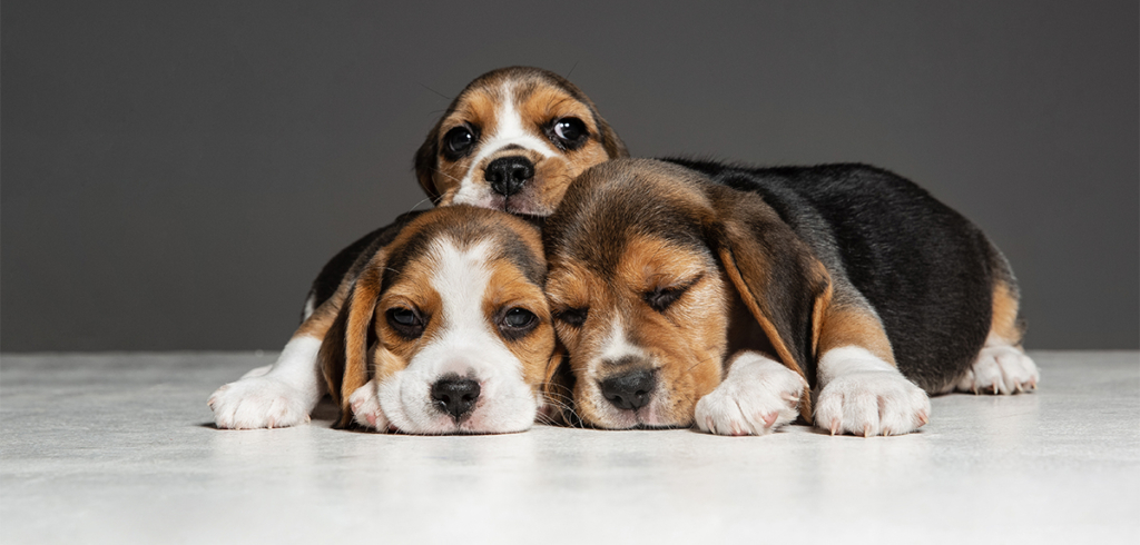 Curso de Agility y Educacion Canina Bizkaia