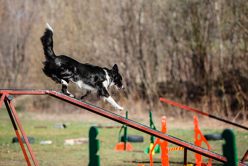 Curso de Agility y Educacion Canina Bizkaia