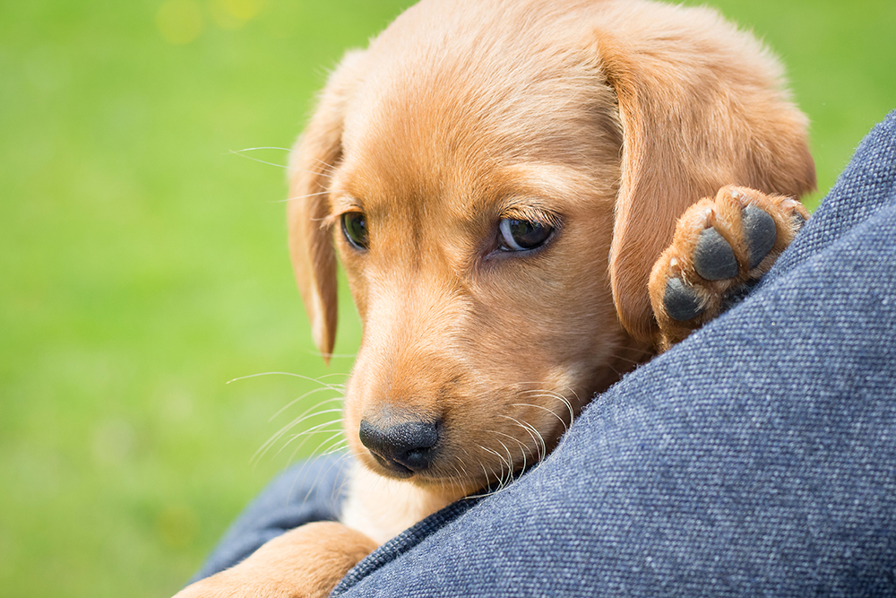 Curso de Agility y Educacion Canina Bizkaia