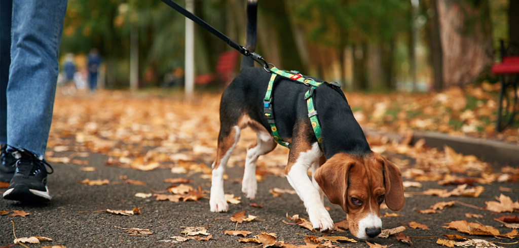 Curso de Agility y Educacion Canina Bizkaia