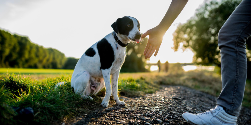 Curso de Agility y Educacion Canina Bizkaia