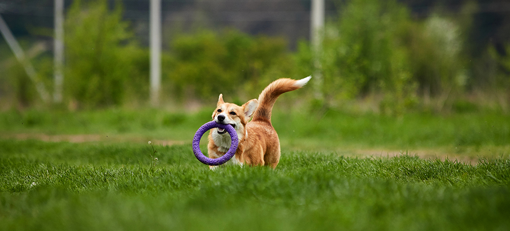 Curso de Agility y Educacion Canina Bizkaia