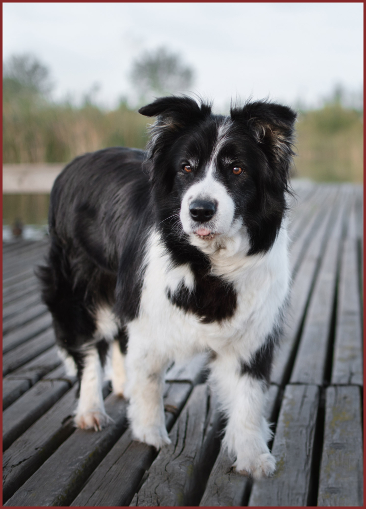 Curso de Agility y Educacion Canina Bizkaia