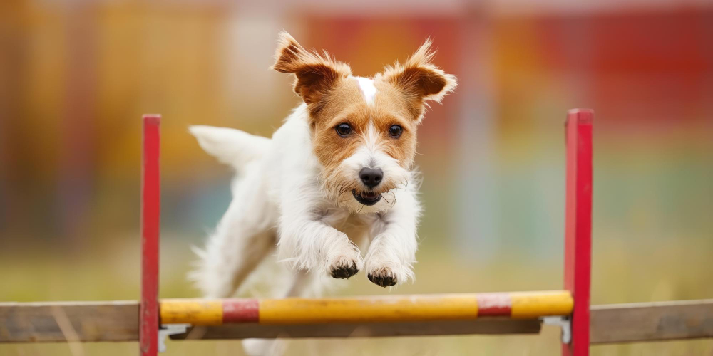 Agility canino: Desarrollo cognitivo de tu perro