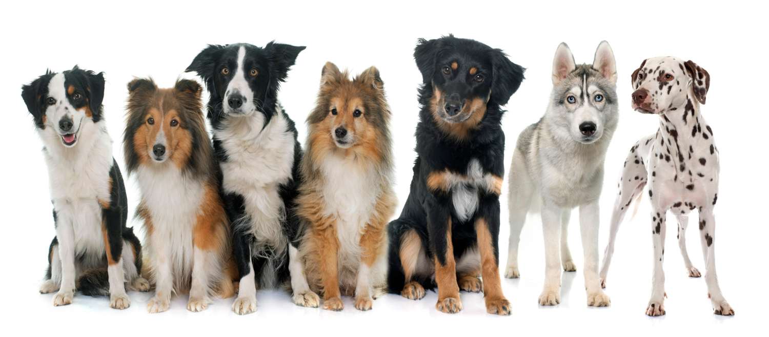 Mejores razas de perros para agility