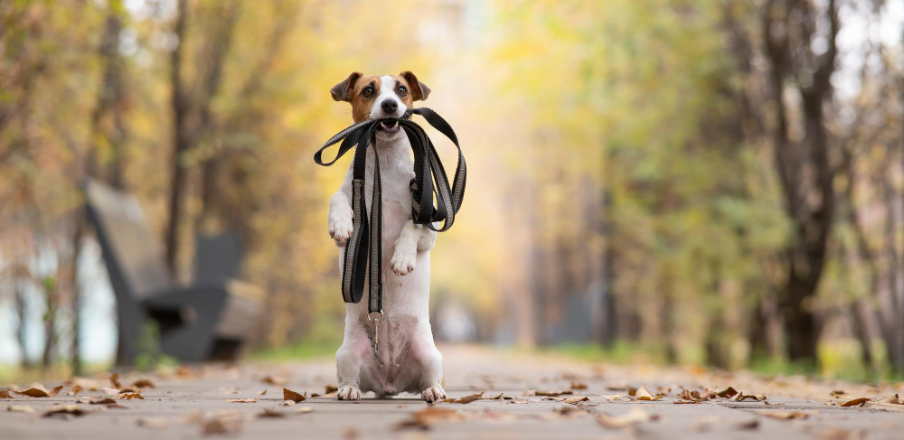 Cómo evitar que tu perro tire de la correa al pasear