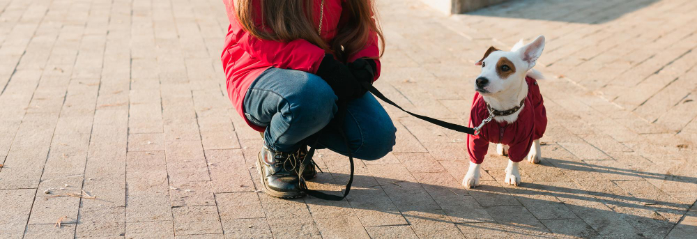 Cómo evitar que tu perro tire de la correa al pasear