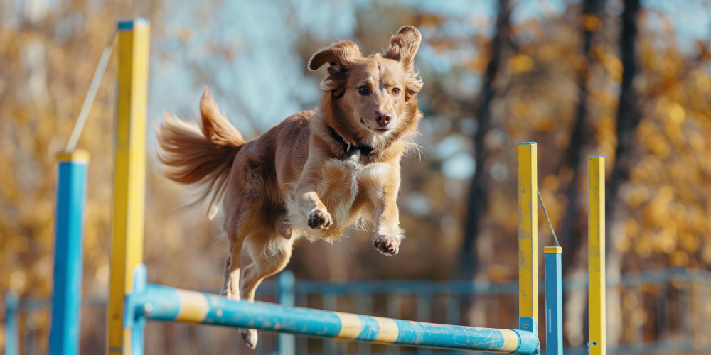 Beneficios del agility