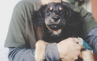 Perros adoptados: problemas y soluciones