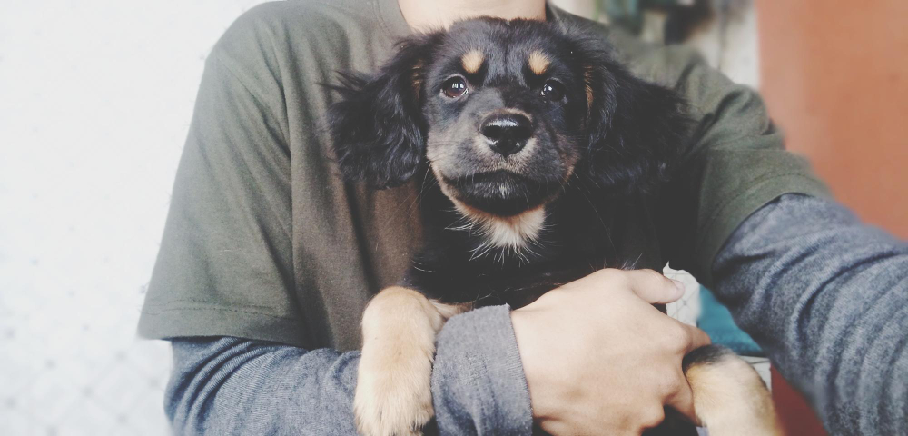 Perros adoptados: problemas y soluciones