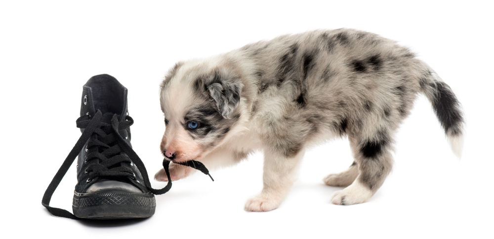 Qué hacer si tu perro muerde tus cosas