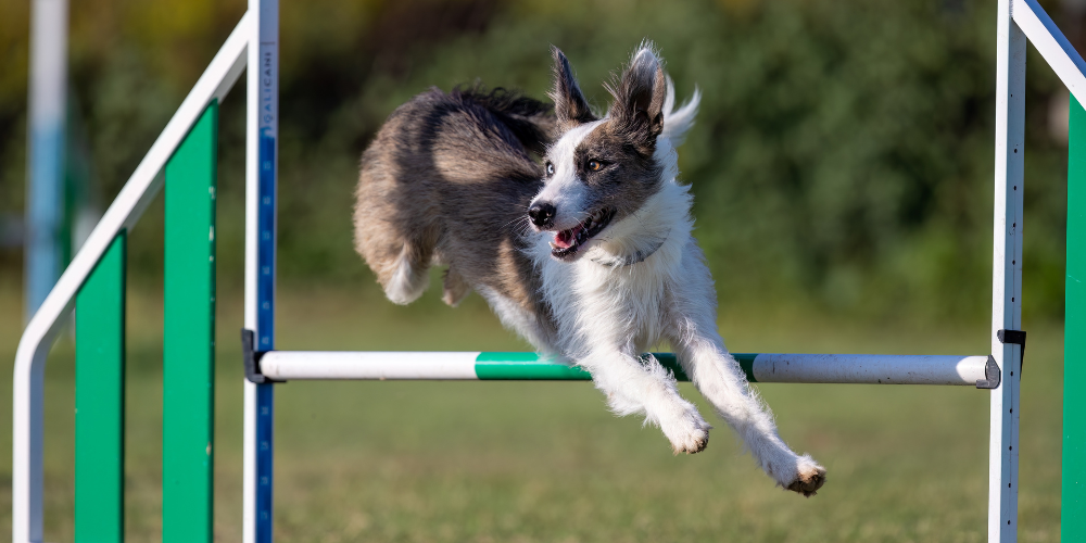 Mejorar la concentración de tu perro en agility