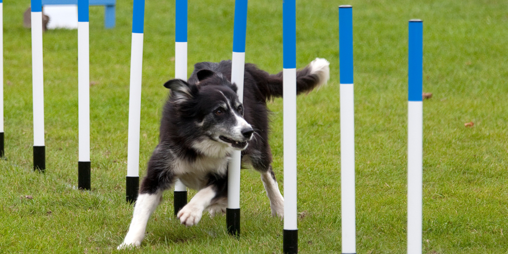 Mejorar la concentración de tu perro en agility