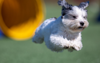 Mejorar la concentración de tu perro en agility
