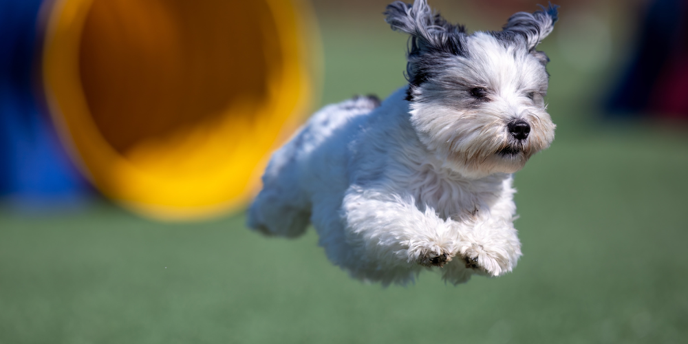Mejorar la concentración de tu perro en agility