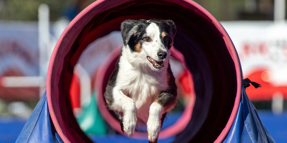 Mejorar la concentración de tu perro en agility
