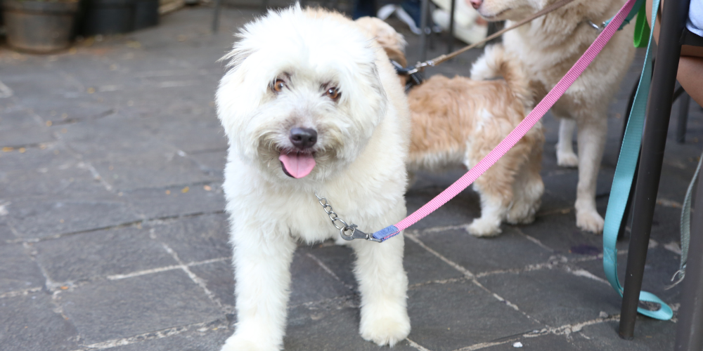 Perros siempre con correa