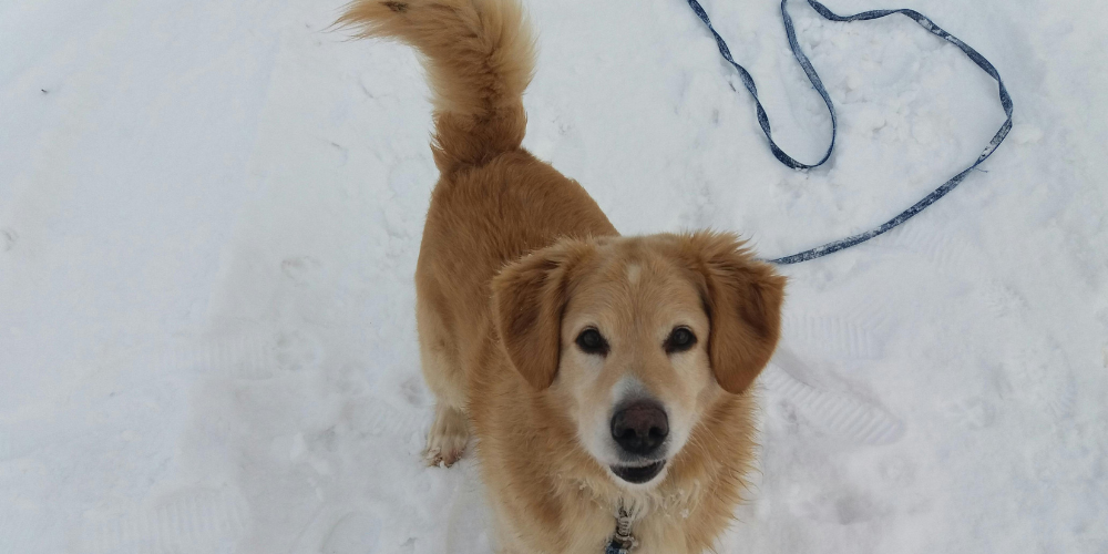 Perros siempre con correa