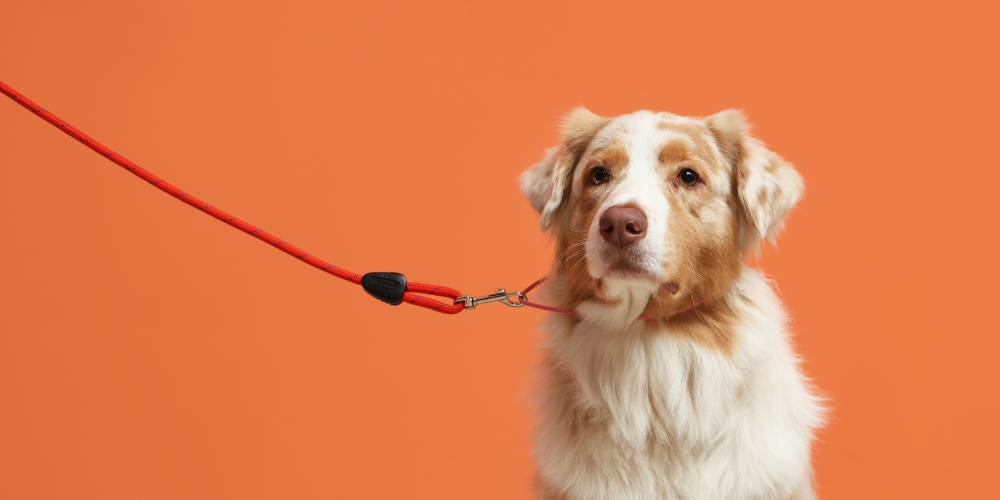 Perros siempre con correa