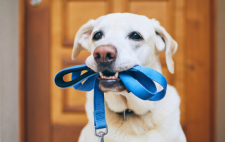 Perros siempre con correa