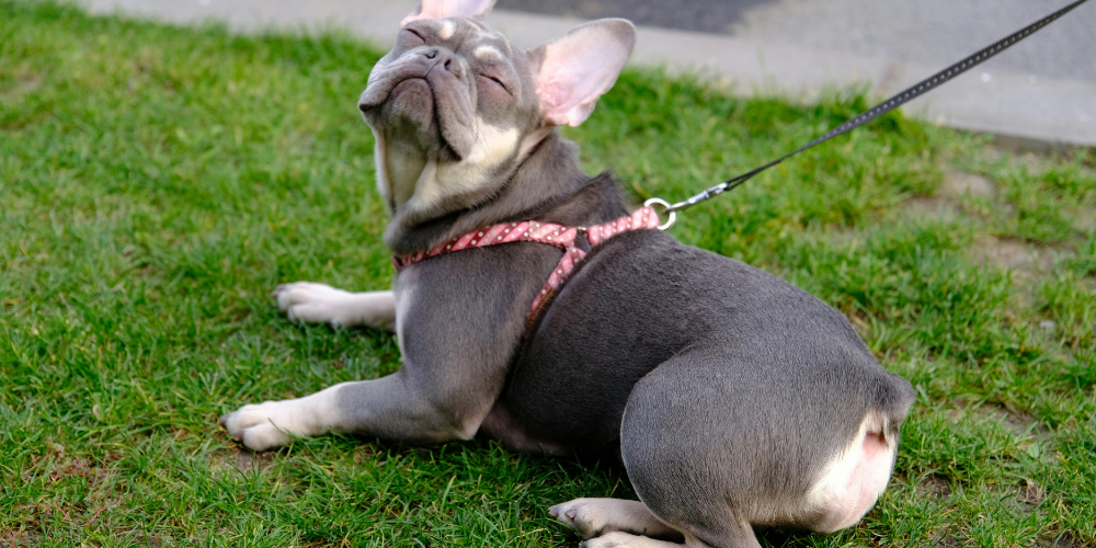 Perros siempre con correa