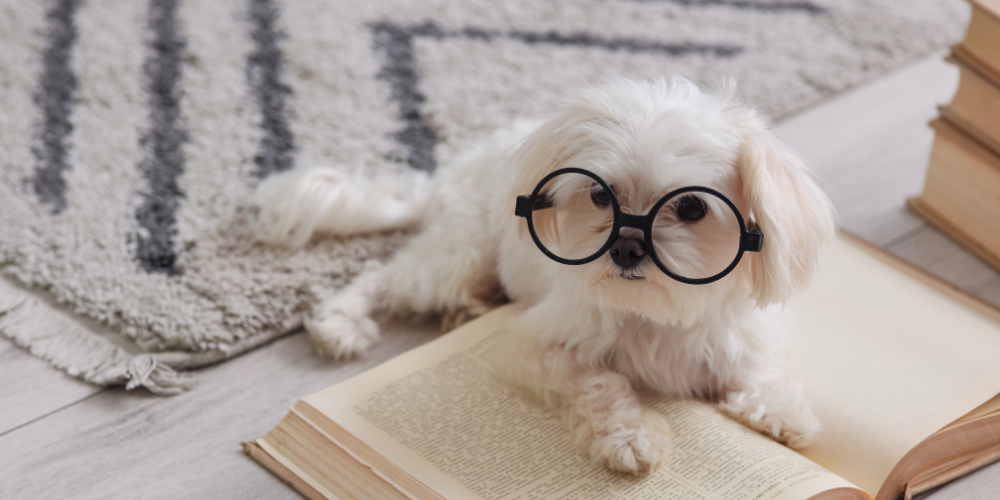 Tu perro aprende siempre