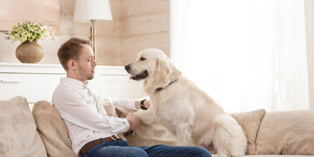 Como educar correctamente a tu perro