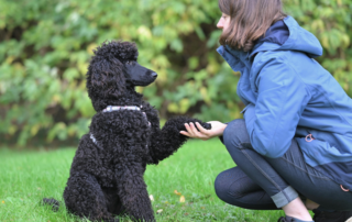 Como educar correctamente a tu perro