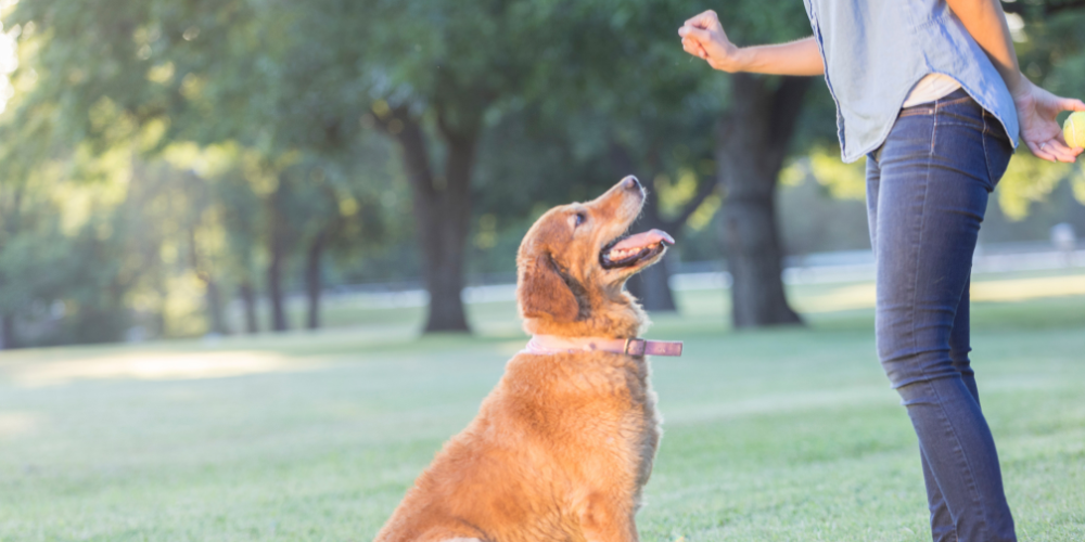 Como educar correctamente a tu perro