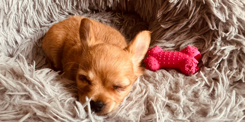 Como enseñar a tu cachorro a dormir en su cama