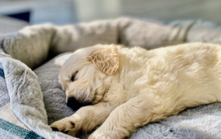 Como enseñar a tu cachorro a dormir en su cama