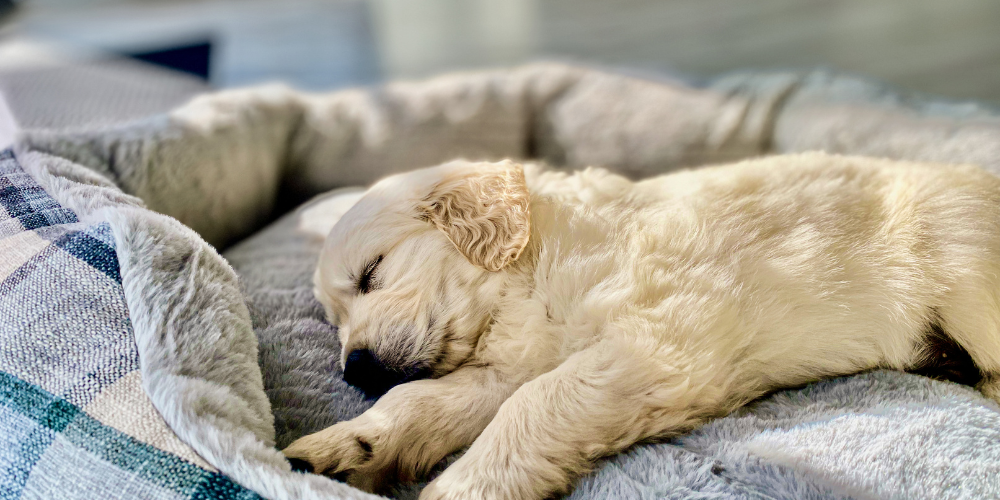 Como enseñar a tu cachorro a dormir en su cama