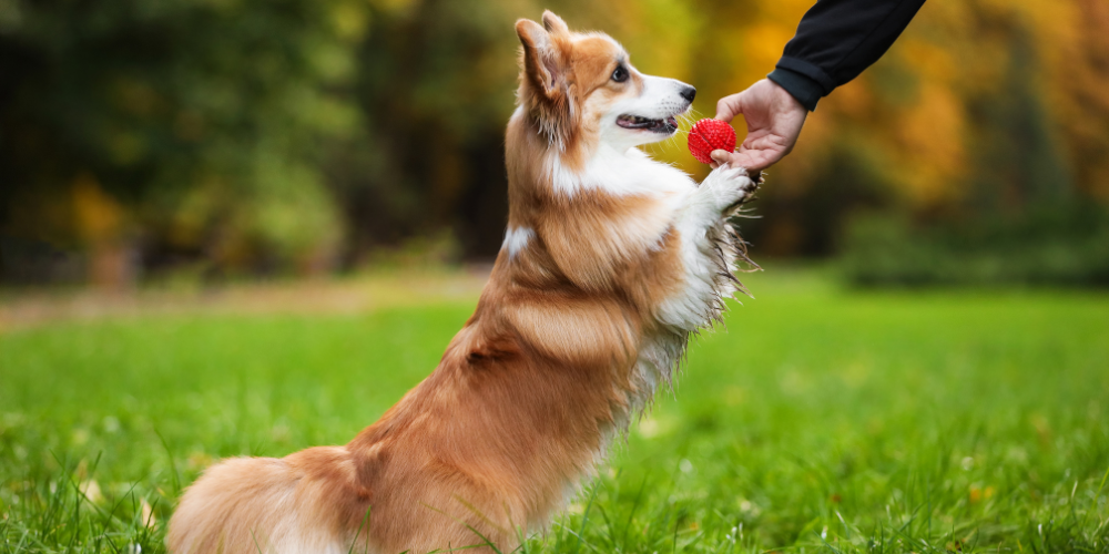 Instintos y sociedad: entender al perro en el mundo actual
