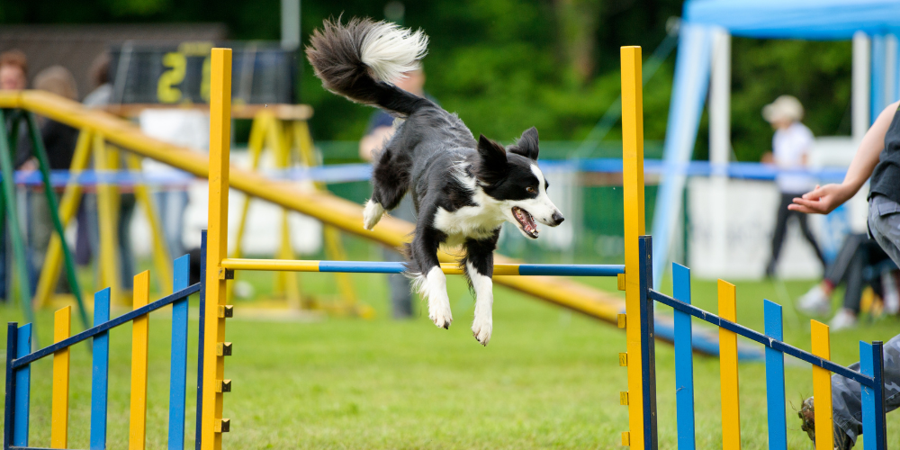 Cómo motivar a tu perro para superar los retos de agility