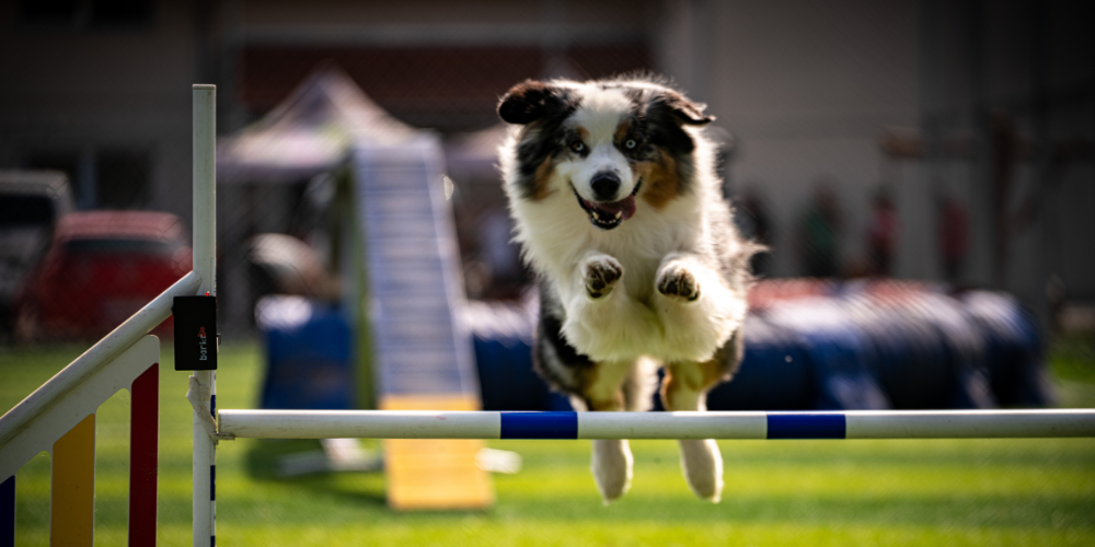 Cómo motivar a tu perro para superar los retos de agility