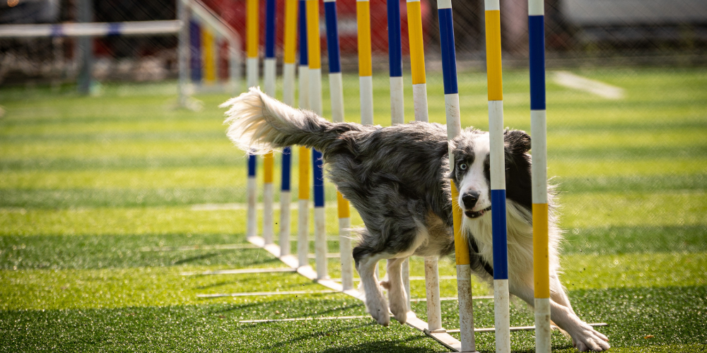 Cómo motivar a tu perro para superar los retos de agility