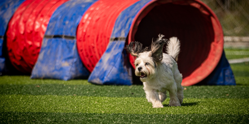Cómo motivar a tu perro para superar los retos de agility